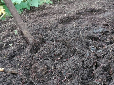 Uzgoj kalifornijskih glista Uzgoj kalifornijskih glista