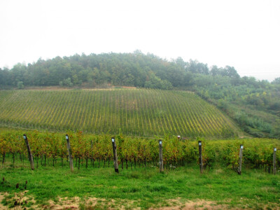 Vinogradarstvo u Laktasima