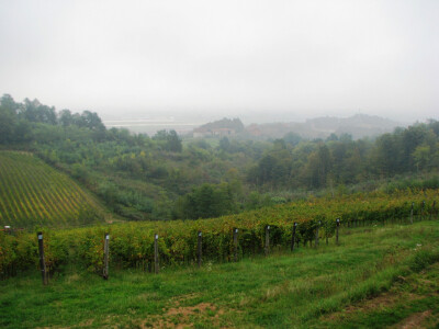 Vinogradarstvo u Laktasima