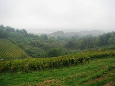 Vinogradi-atrakcija