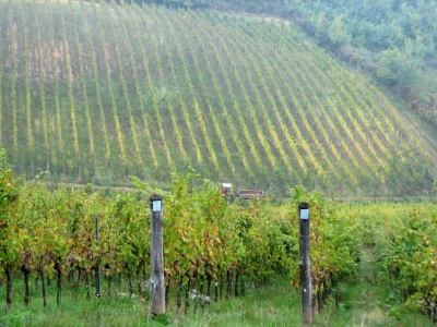 vinogradi