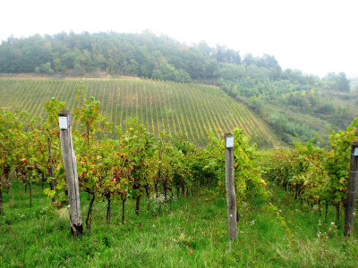 Vinogradarstvo u Laktasima