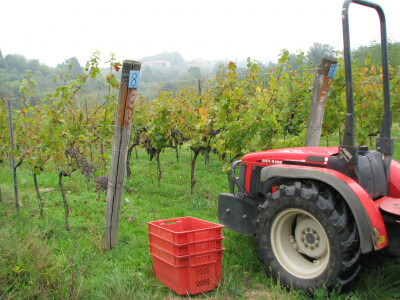 Vinogradarstvo u Laktasima