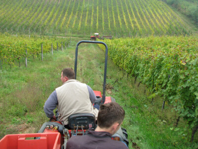 Vinogradarstvo u Laktasima