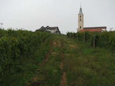 Vinogradarstvo u Laktasima