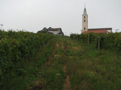 Vinogradarstvo u Laktasima