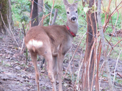 Lane Mazuljka je pronašlo novi dom