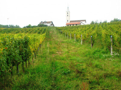 Vinogradi-mahovljani