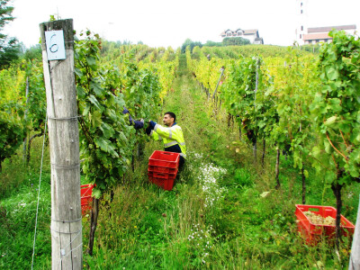 Berba-bijelog-grozdja