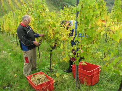 Berba-u-Mahovljanima