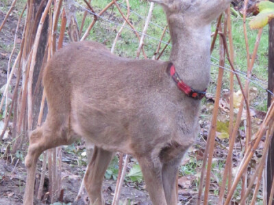 Lane Mazuljka je pronašlo novi dom