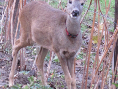 Lane Mazuljka je pronašlo novi dom
