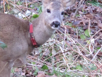 Lane Mazuljka je pronašlo novi dom Lane Mazuljka je pronašlo novi dom