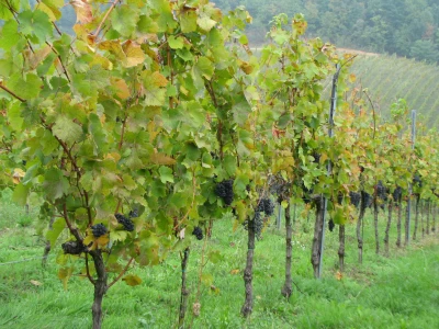 Vinogradarstvo u Laktasima