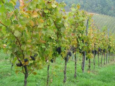 Vinogradarstvo u Laktasima