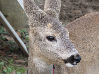 Lane Mazuljka je pronašlo novi dom Lane Mazuljka je pronašlo novi dom