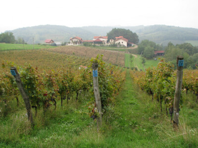 vinogradi
