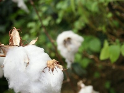 Godišnja press konferencija Bayer CropSciences