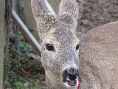 Lane Mazuljka je pronašlo novi dom Lane Mazuljka je pronašlo novi dom