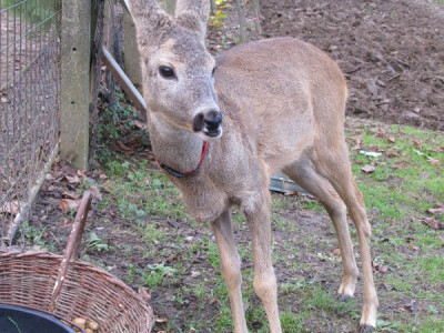 Lane Mazuljka je pronašlo novi dom
