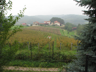 vinogradi