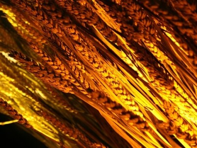 Godišnja press konferencija Bayer CropSciences