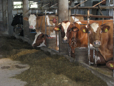 Farma-Samira-Malkoca