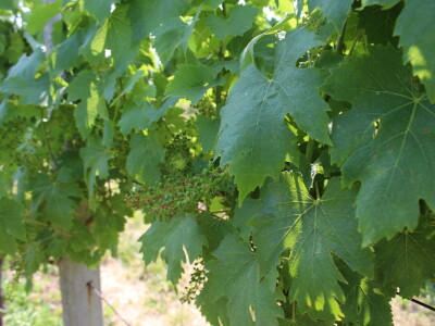 Agro-tok Vinarija Trs Ilok