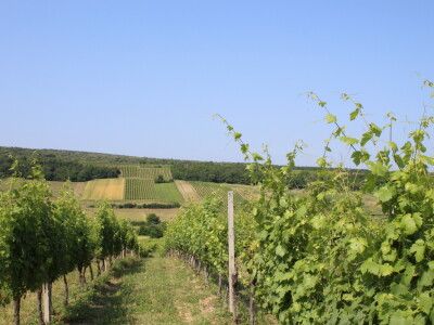 Agro-tok Vinarija Trs Ilok