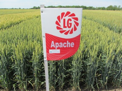 Dan polja strnih žita u Vrbasu