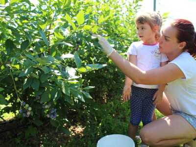 Berba borovnica na OPG Hodak u Suhopolju Berba borovnica na OPG Hodak u Suhopolju