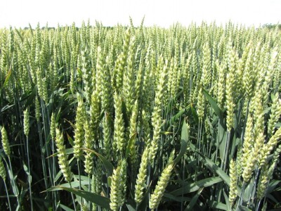 Dan polja strnih žita u Vrbasu