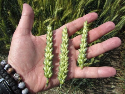 Dan polja strnih žita u Vrbasu