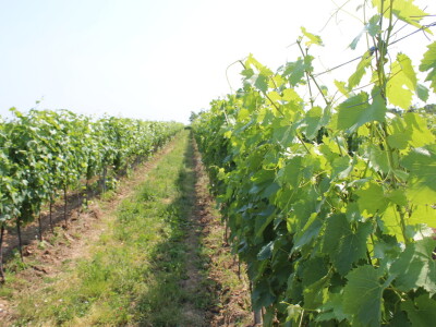 Agro-tok Vinarija Trs Ilok