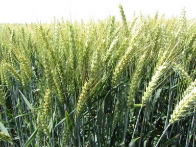 Dan polja strnih žita u Vrbasu