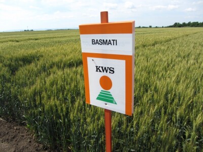 Dan polja strnih žita u Vrbasu