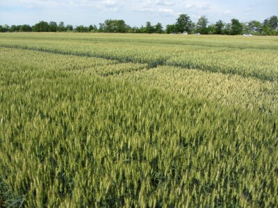 Dan polja strnih žita u Vrbasu