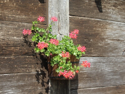 Agro-tok Vinarija Trs Ilok