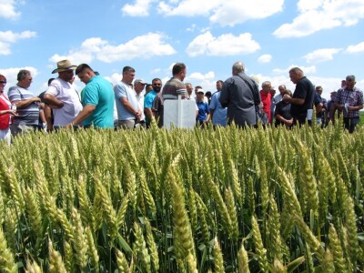 Dan polja strnih žita u Vrbasu