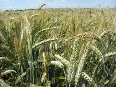 Dan polja strnih žita u Vrbasu