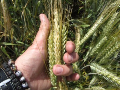 Dan polja strnih žita u Vrbasu