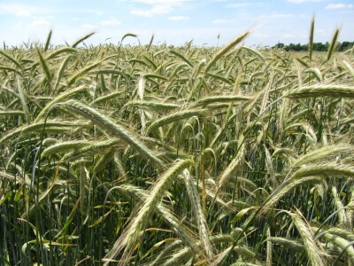 Dan polja strnih žita u Vrbasu