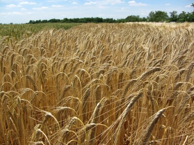 Dan polja strnih žita u Vrbasu