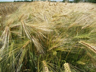 Dan polja strnih žita u Vrbasu