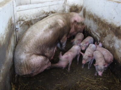 Pšenicom hrani svinje