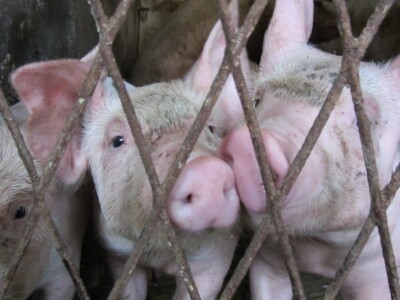 Pšenicom hrani svinje