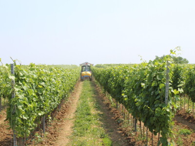 Agro-tok Vinarija Trs Ilok