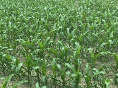 Goran Pravda - kukuruz kokičar