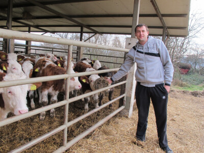 Tov teladi – isplativa grana poljoprivrede Tov teladi – isplativa grana poljoprivrede