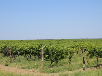 Agro-tok Vinarija Trs Ilok